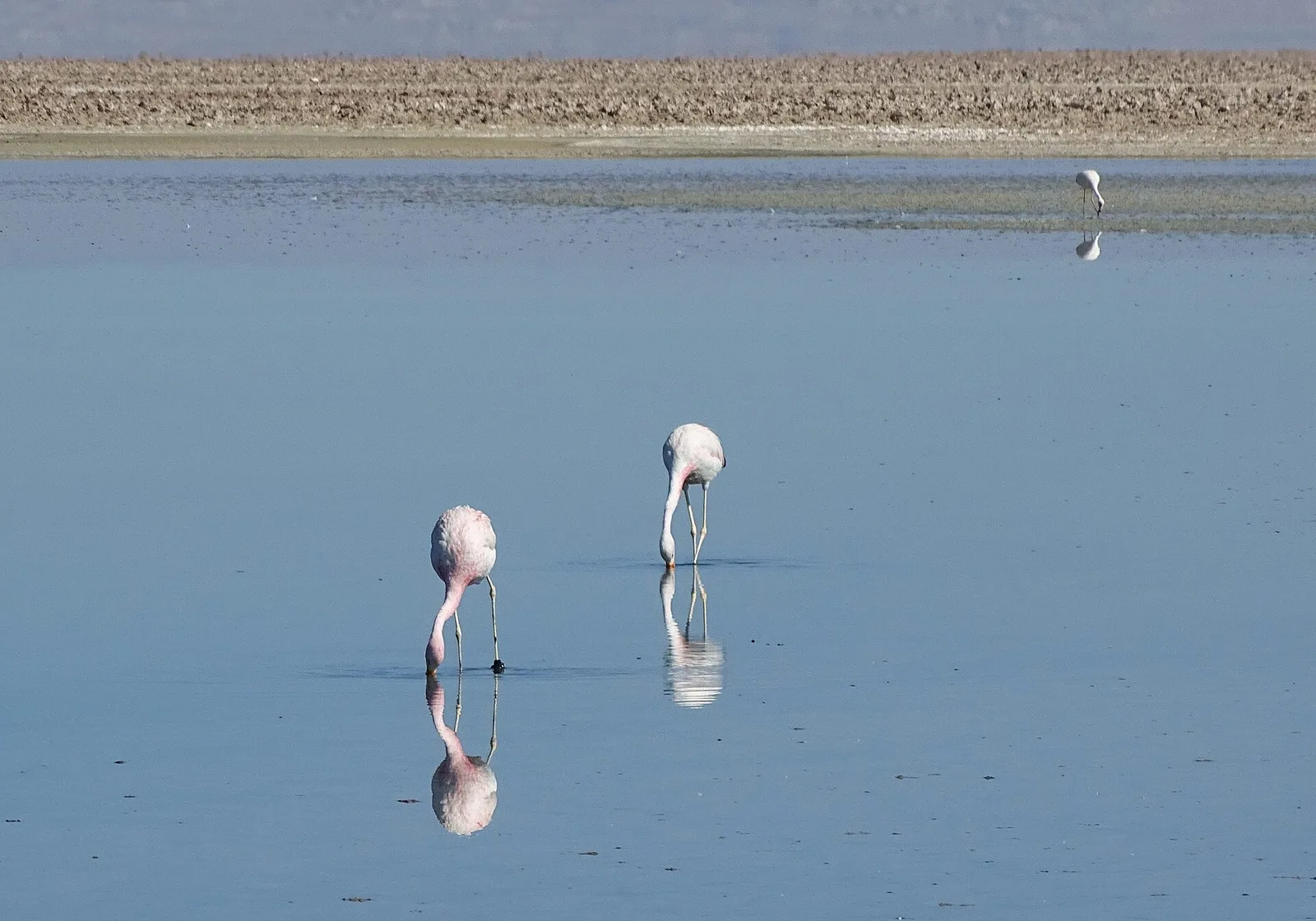 Laguna Chaxa