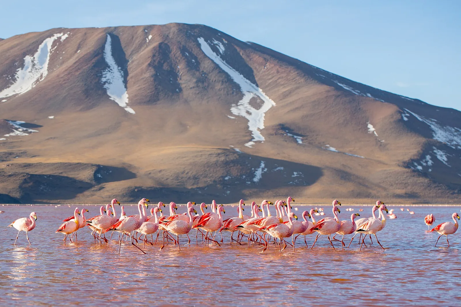 Laguna Colorada