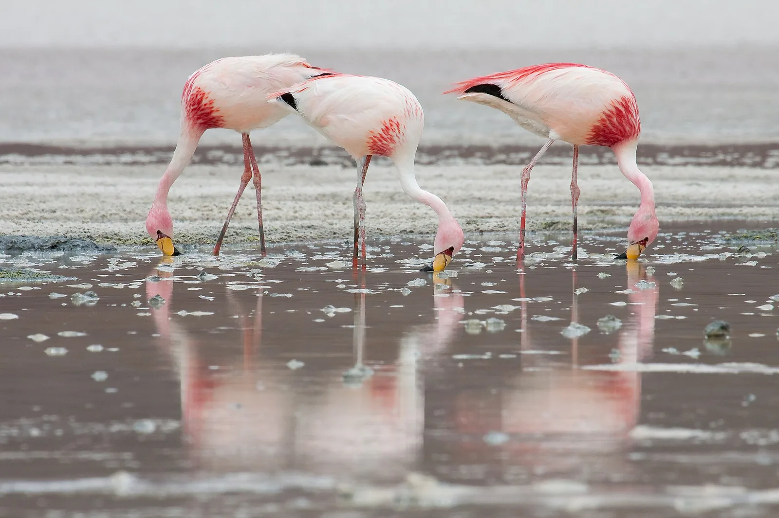Flamencos de James